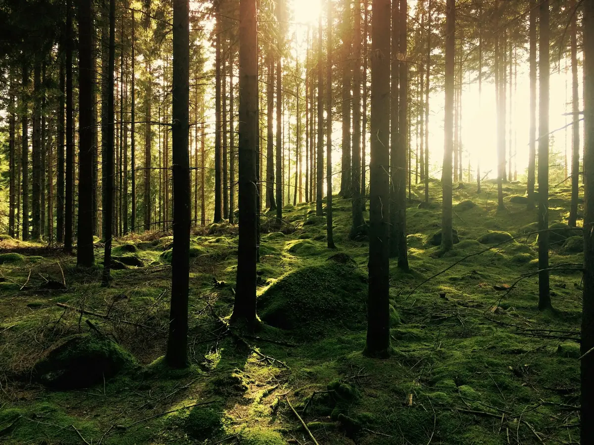Sunlight streaming through a peaceful forest